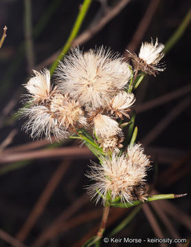 Plancia ëd Baccharis vanessae R. M. Beauchamp