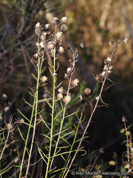 Plancia ëd Baccharis vanessae R. M. Beauchamp