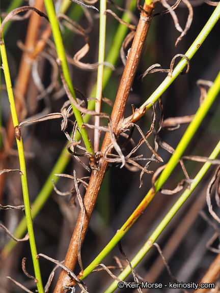 Image of Encinitis false willow