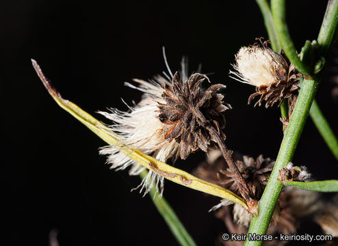 Plancia ëd Baccharis vanessae R. M. Beauchamp