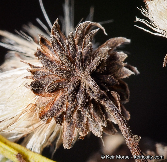 Image of Encinitis false willow