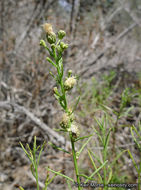 Image of Encinitis false willow