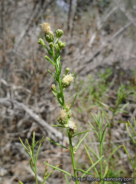 Plancia ëd Baccharis vanessae R. M. Beauchamp