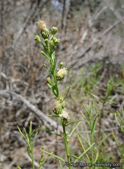 Image of Encinitis false willow