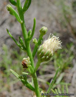 Image of Encinitis false willow