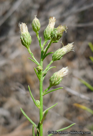 Image of Encinitis false willow