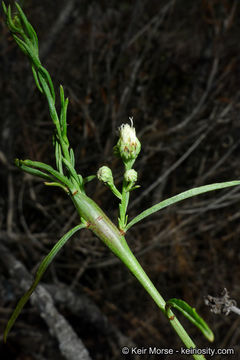 Plancia ëd Baccharis vanessae R. M. Beauchamp