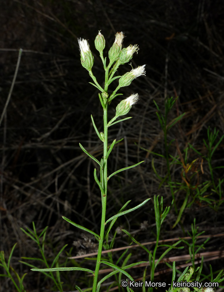 Image of Encinitis false willow