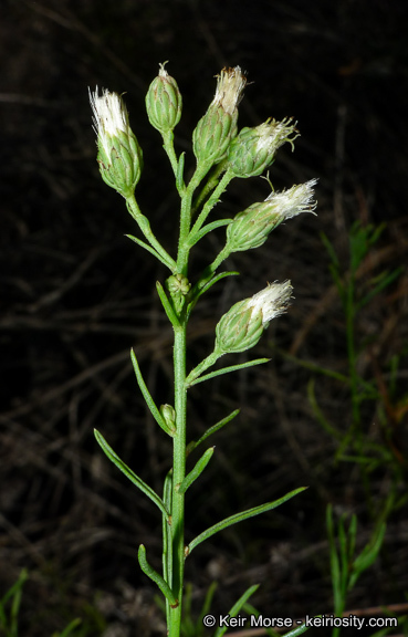 صورة Baccharis vanessae R. M. Beauchamp