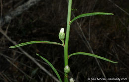 Image of Encinitis false willow