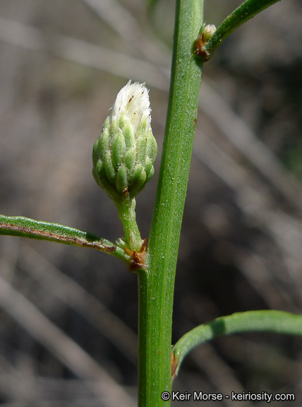 Image of Encinitis false willow