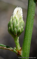 Image of Encinitis false willow