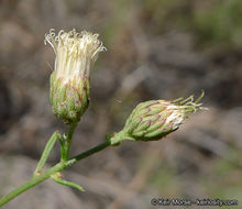 Image of Encinitis false willow