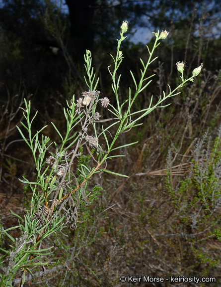 Image of Encinitis false willow