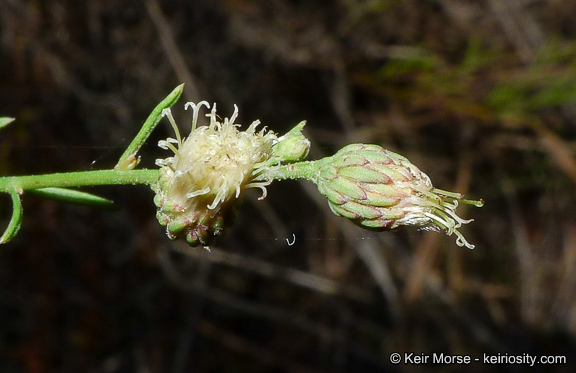 Image of Encinitis false willow