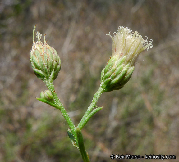 Image of Encinitis false willow