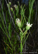 Image of Encinitis false willow