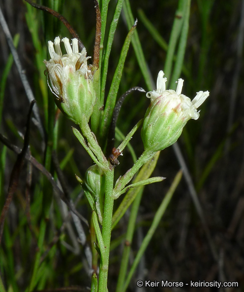 Image of Encinitis false willow