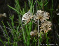 Image of Encinitis false willow