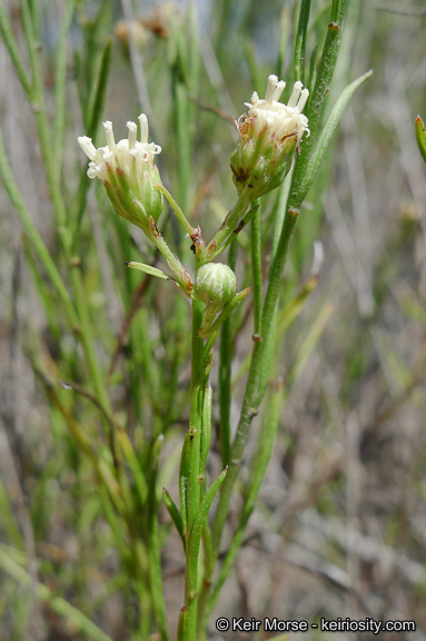 Image of Encinitis false willow