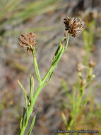 Image of Encinitis false willow