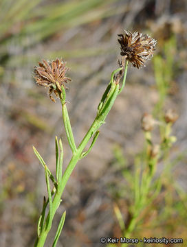 Image of Encinitis false willow