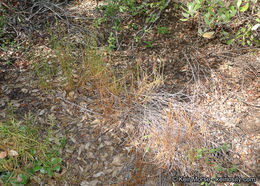 Image of Encinitis false willow