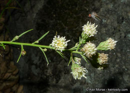 Image of Encinitis false willow