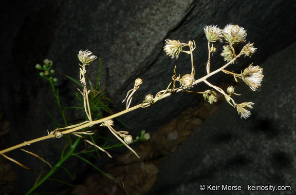 Image of Encinitis false willow