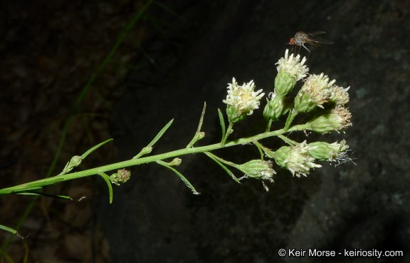 Image of Encinitis false willow