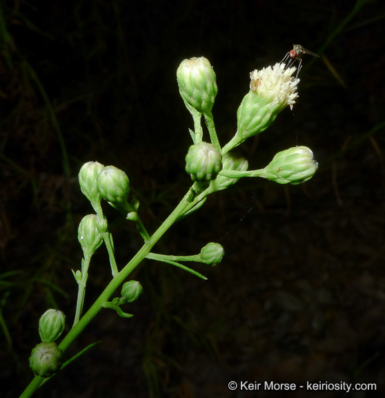 Image of Encinitis false willow