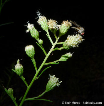 Plancia ëd Baccharis vanessae R. M. Beauchamp