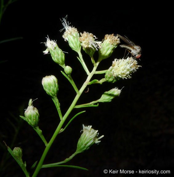 Image of Encinitis false willow