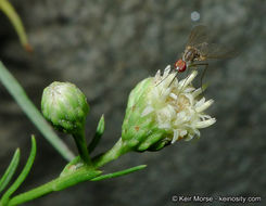 Image of Encinitis false willow