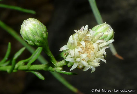 Plancia ëd Baccharis vanessae R. M. Beauchamp