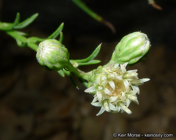 Image of Encinitis false willow