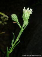 Image of Encinitis false willow