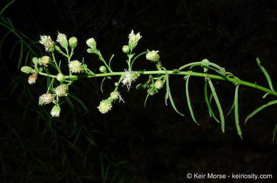 Image of Encinitis false willow