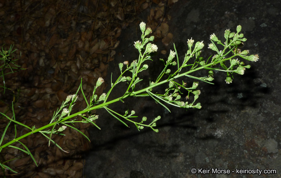 Image of Encinitis false willow