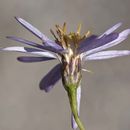 Image of <i>Herrickia <i>glauca</i></i> var. glauca