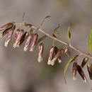 Plancia ëd Brickellia rusbyi A. Gray