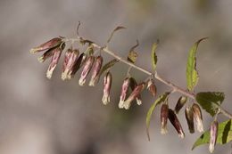 Plancia ëd Brickellia rusbyi A. Gray