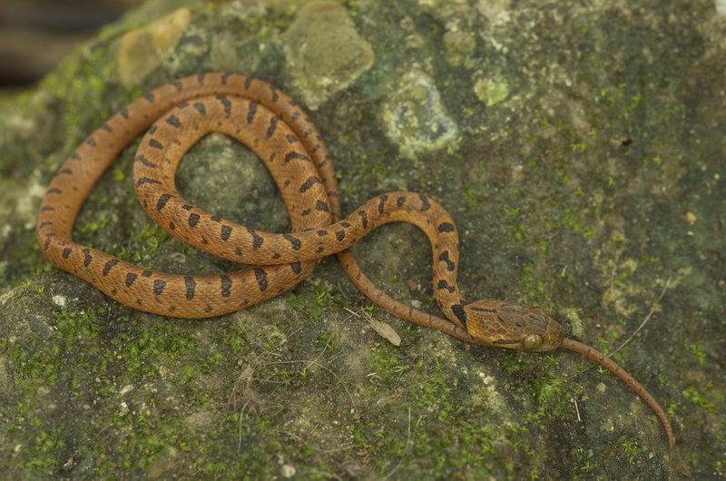 Imagem de Leptodeira septentrionalis (Kennicott ex Baird 1859)