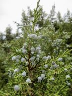Слика од Juniperus osteosperma (Torr.) Little