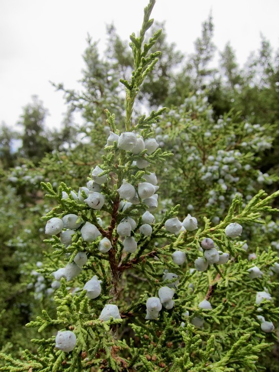 Imagem de Juniperus osteosperma (Torr.) Little