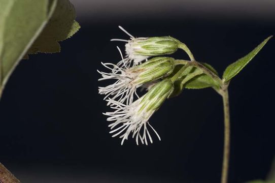 Brickelliastrum fendleri (A. Gray) R. King & H. Rob.的圖片