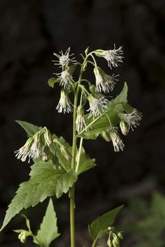 Brickelliastrum fendleri (A. Gray) R. King & H. Rob. resmi