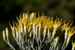 Imagem de Ericameria nauseosa var. hololeuca (A. Gray) G. L. Nesom & G. I. Baird