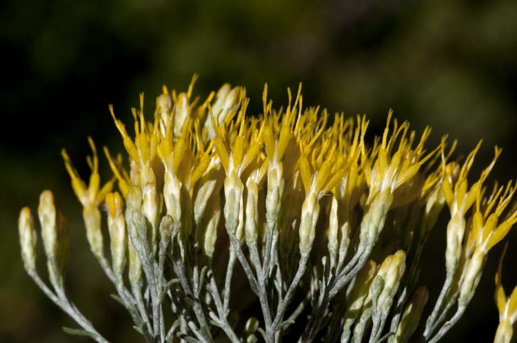 Image of Ericameria nauseosa var. hololeuca (A. Gray) G. L. Nesom & G. I. Baird