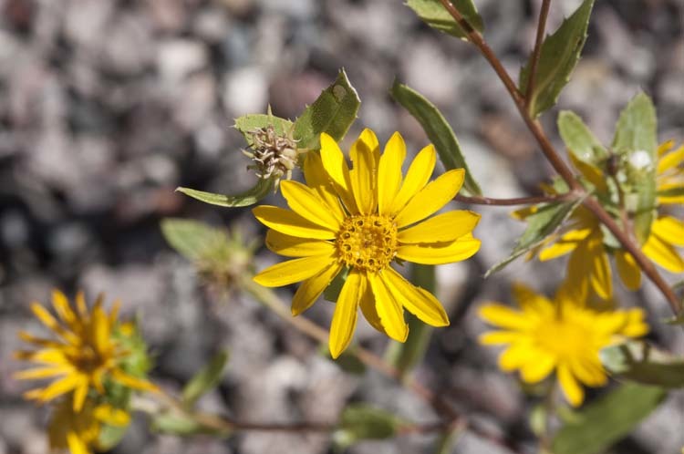 Grindelia arizonica A. Gray resmi